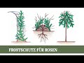Wie schützt man Rosen Im Winter vor Frost?