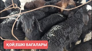 Шымкент Қой, ешкі бағасы 03.04.24ж.