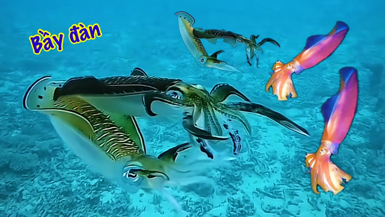 Bội Thu Hàng Chục Triệu | Đêm Lặn Này Gặp Rất Nhiều Mực To