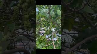 Un Árbol Que Produce Uvas 