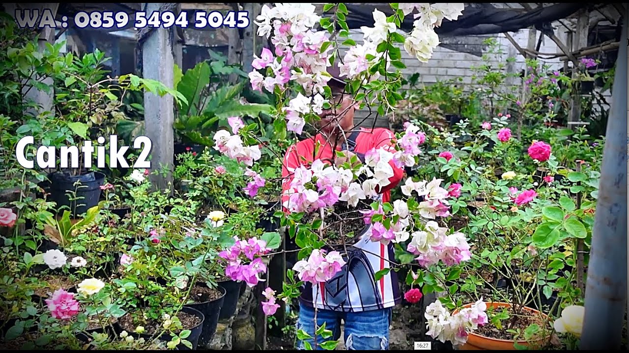 Info Tanhis Seger2 Cantik2 Josh2