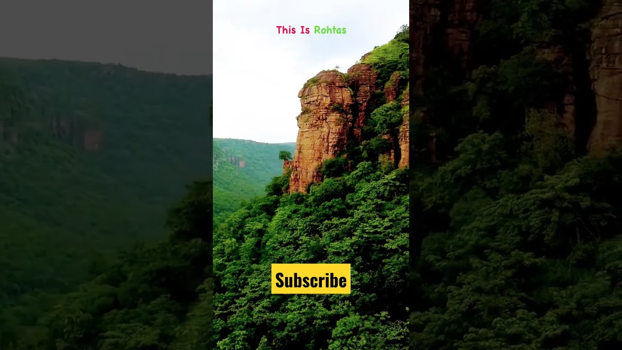 Bihar shorts / shorts / forest 🔥