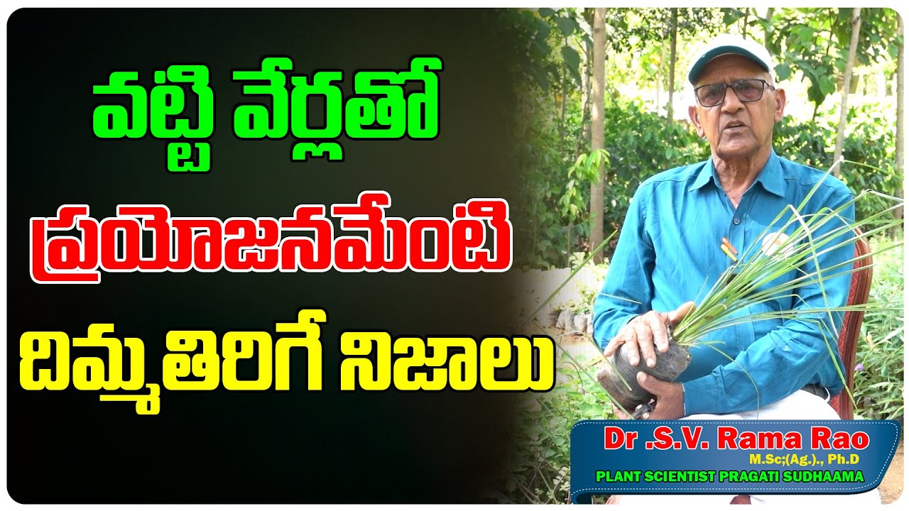 వట్టి వేర్లతో ప్రయోజనమేంటి దిమ్మతిరిగే నిజాలు || Health Benefits of Vetiver Root | Health Tree