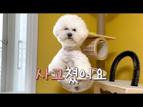 보리랑 룽찌 <strong>사고쳤어요</strong>