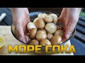 САМЫЕ вкусные шампиньоны, которые я только пробовал!