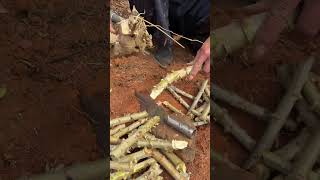Prepping Cassava Stems for Planting! 🌱 #shorts