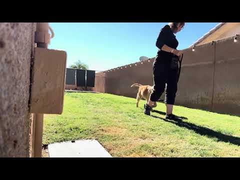 'LOOSE LEASH/COMPANIONABLE WALKING -Taking it OUTSIDE