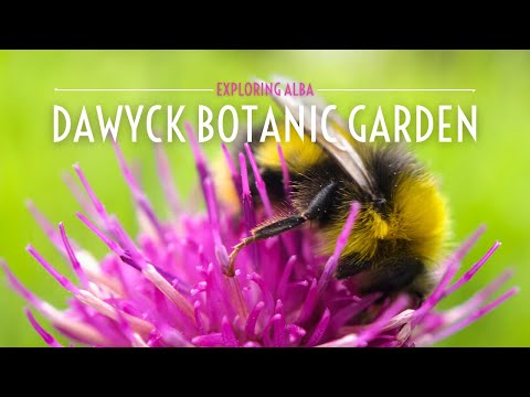 Dawyck Botanic Garden | Exploring Alba