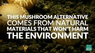 Mushrooms are the future of packaging