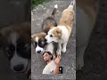 Мощные супер пацаны 💪🔥.Готовы переехать в новый дом 🏠..Отец БУЧ 2 #алабай #