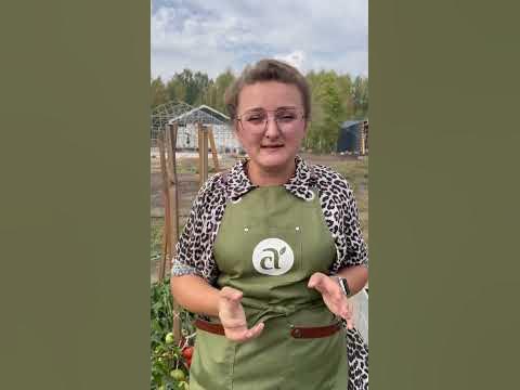 Ещё раз про Феню! #сад #огород #дача #семенаалтая - YouTube