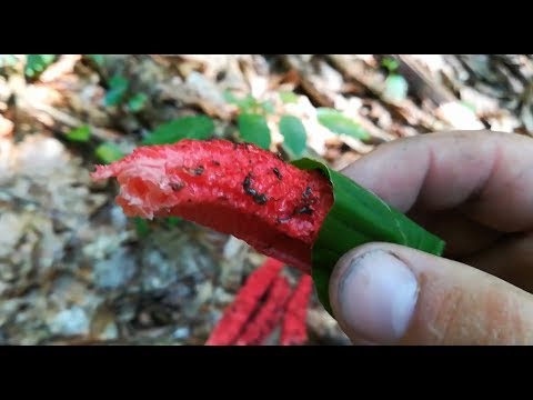 วีดีโอ: คุณสามารถหา Clathrus Archeri ได้ที่ไหน?