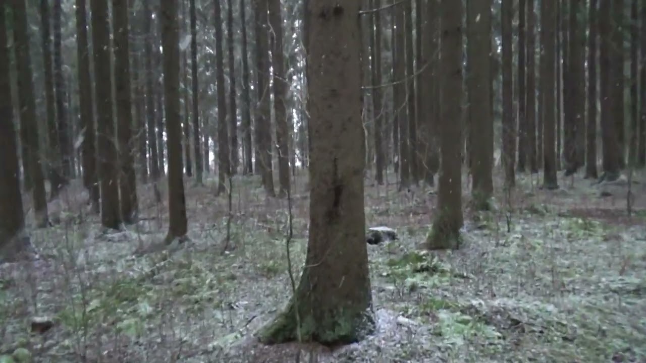 On pojat puuta hehtaarilla