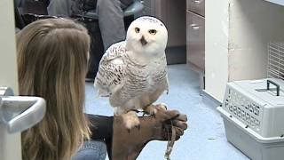 WSU's Personal Snowy Owl