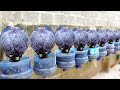 Growing Queen Cabbage at Home | Dark Cabbage, Specialty Cabbage