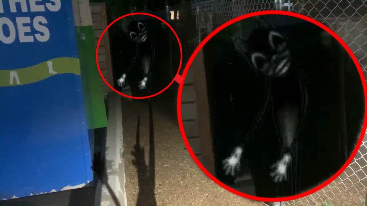 Real Cartoon Cat sighting! - YouTube