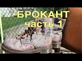 КАТЯ И СЕМЬЯ | БРОКАНТ часть 1