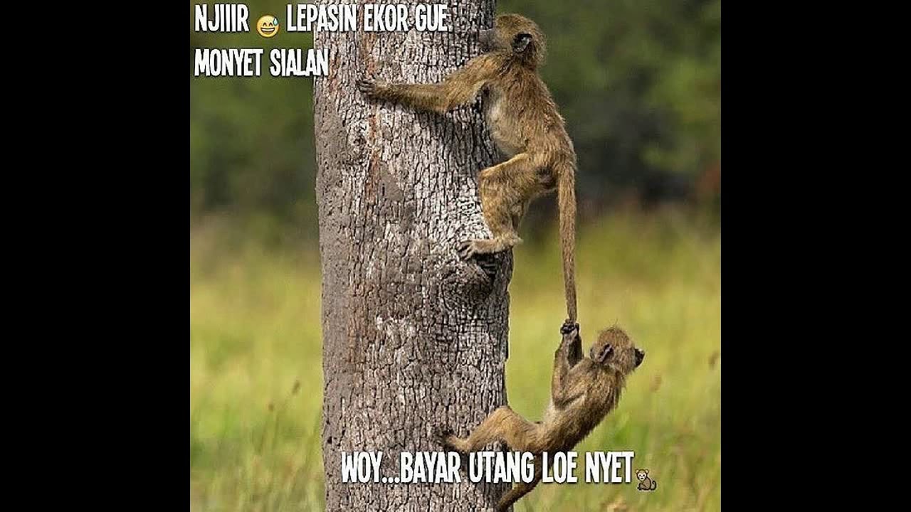 Meme Lucu Gambar Binatang Stok Gambar Lucu