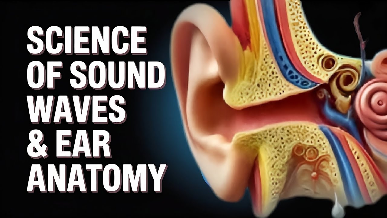 How We Hear Music | Science of Sound Waves, Ear Anatomy & Hearing ...