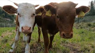 HOW FRIENDLY COWS ARE? by INFORmaFACTS 8 views 11 months ago 3 minutes, 2 seconds