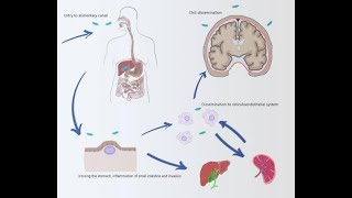 Typhoid psychosis and Typhoid state; neuropsychiatric manifestations of severe typhoid fever