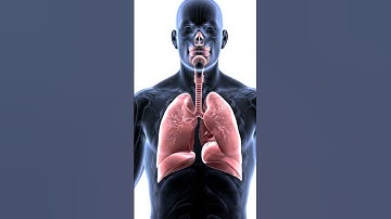 3D Animation of Human Respiratory System | Lungs Anatomy Explained for Medical Students"