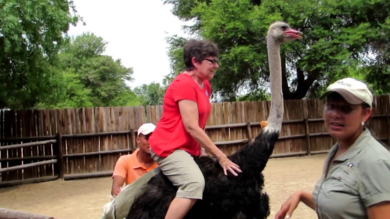 The Ostrich Rider - YouTube