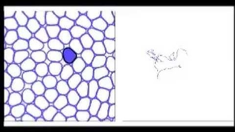 Multiple scale model for cell migration in monolayers: Elastic mismatch between cells enhances...