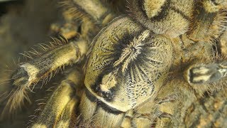 Przekładanie Ogromnej Samicy Poecilotheria Ornata- Ptasznik Zdobiony