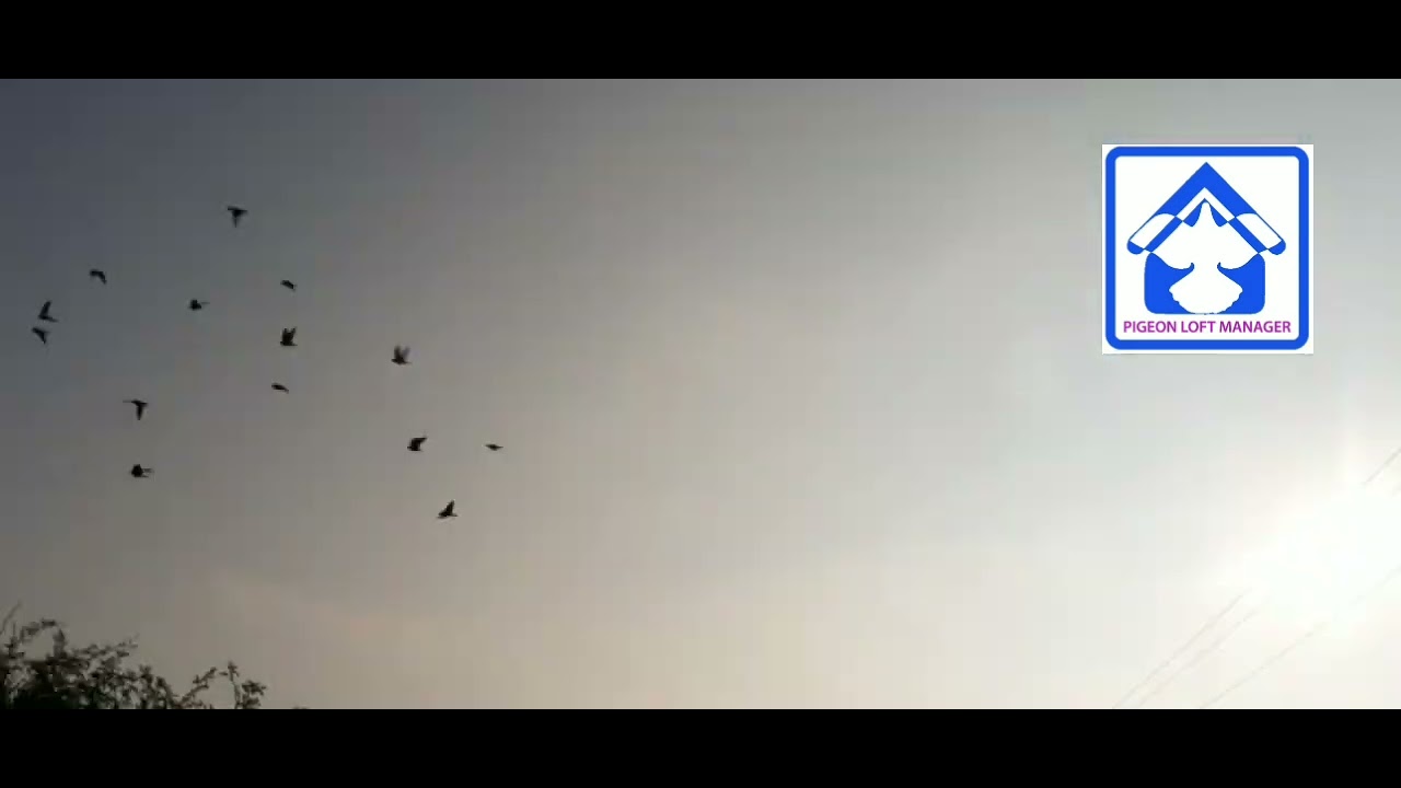 PRHC HIMAN LOFT 10KM TRAINING