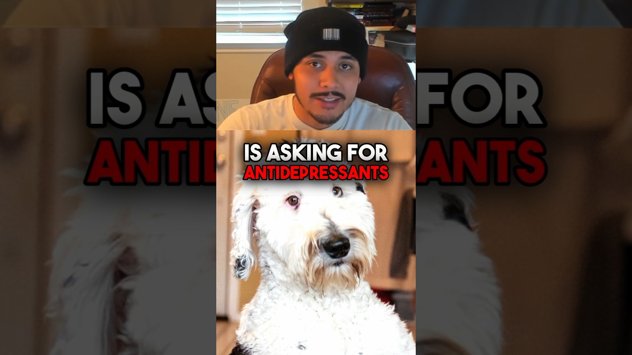 Эта собака выучила английский и теперь переживает экзистенциальный кризис