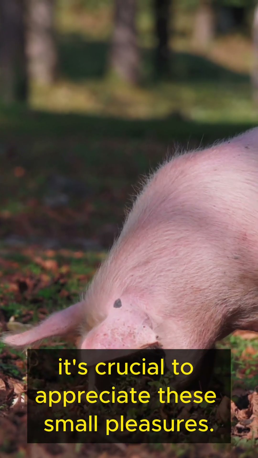 Life Lessons from Pigs   Part 3 #shorts  #lifelessons #wisdom #personalgrowth #pigs #simplicity