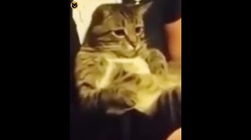 Fidget spinner tricks with professional fidgeter meow | meeowTV
