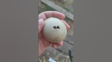 Saving a shrink-wrapped chick: a farmer