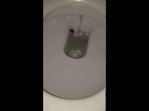 Video Big ass spider hiding in toilet