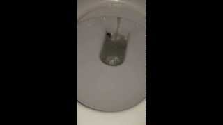Big ass spider hiding in toilet