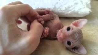 Cute Little Sphynx Kitten