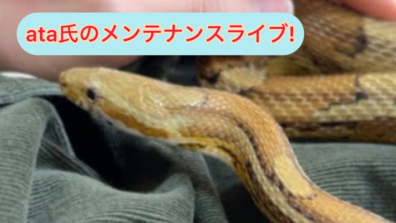 みんなー元気かなー？ata氏のメンテナンスライブ!#コーンスネーク #ボールパイソン