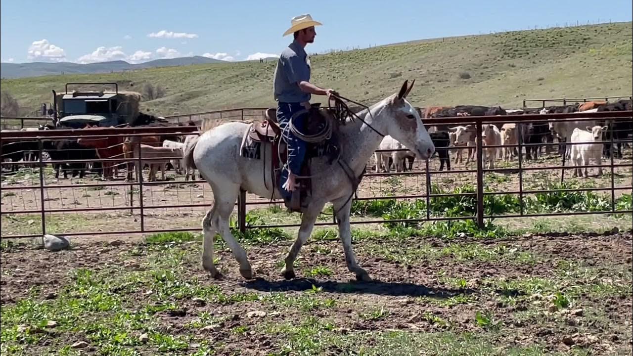 Chrome In The Canyon Mule Sale 2021 Mator Chrome in the Canyon Mule Sale 2021 Keaton Phillips - YouTube