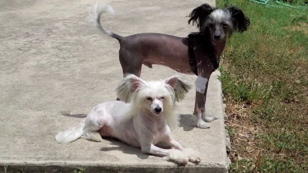 Chinese Cresteds chilling in the wind on a hot summer day in Texas