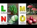 Vegetables ABC Song | Vegetables Alphabet Song | Phonics for Kids | Baby | Alphabet Letters