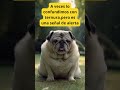 Esto no es ternura 🐾
