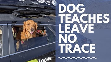Dog Teaches Leave No Trace