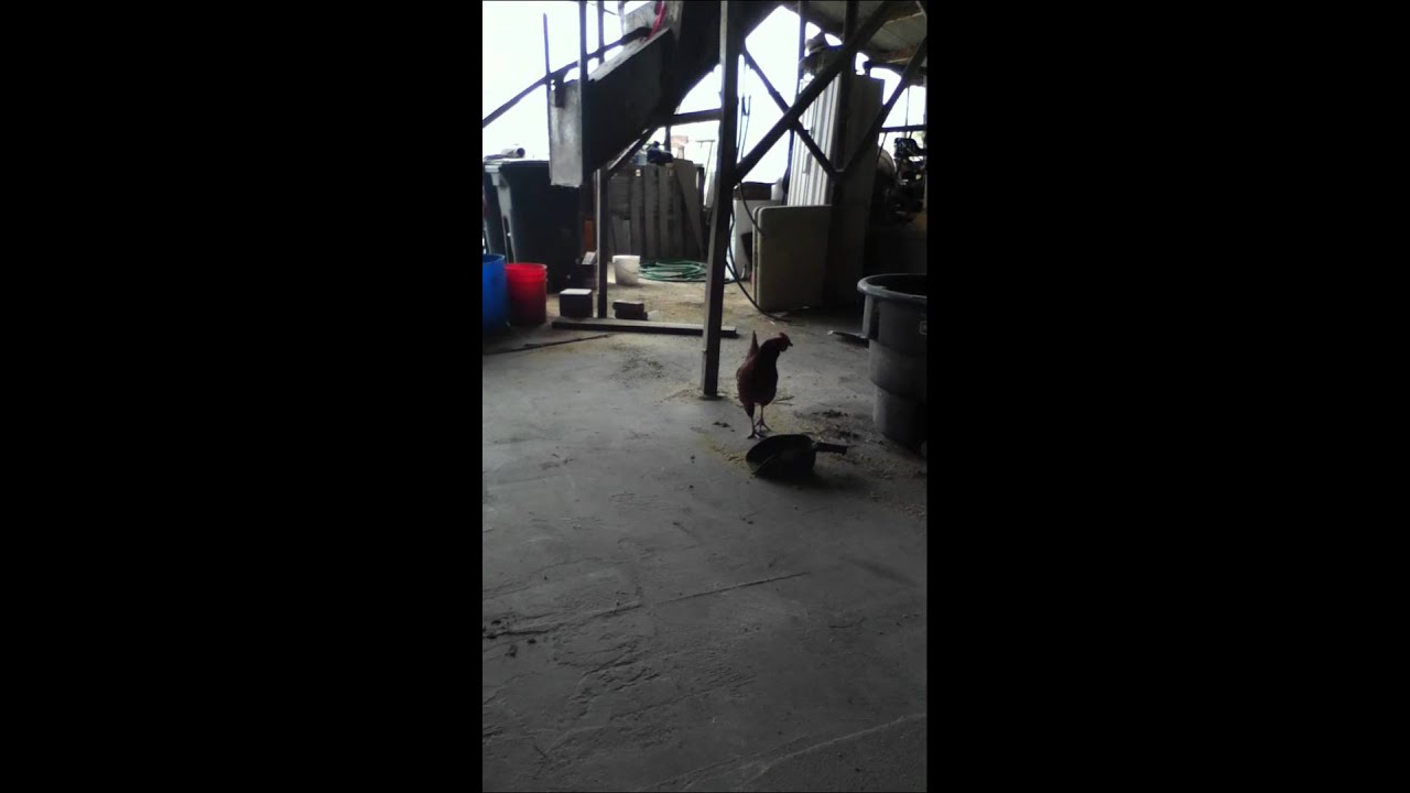 Ducks in the barn at Tara Firma