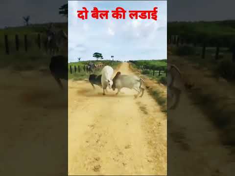 #bail ki ladai#shorts