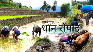 Taplejung 2078 Ashar Dhan ropain  July 2021 रोपाइ अन्तिम दिन