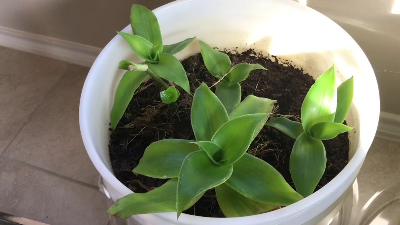 Callsia Fragrans : Medicinal Plants. Heal Everything In Body. |. Cay Lựơc Vàn