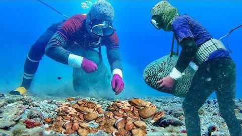 Lặn Biển Bắt Gặp Ổ Ghẹ Nu, Ốc Sò Đủ Loại Có Giá Trị Cao | Cảnh 86