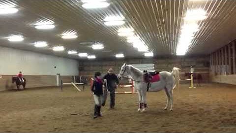 JP GIACOMINI training club foot horse