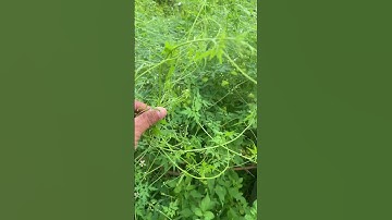 Cây thuốc Xoan Dây #caythuoc #câythuốcquý #covenduongvlogs #câythuốcnamquí